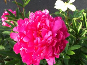 Caregiver Help photo of a bright pink flower