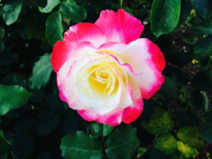 Caregiver Help Photo of a Pink Rose