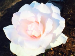 Caregiver Help Photo of a pale pink rose