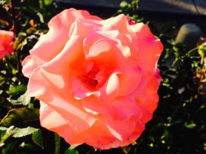 Coral Rose -  Inspiration for caregivers 