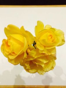 Caregiver Help Photo of yellow roses