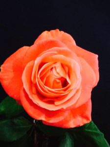 Caregiver Help Photo of a coral rose